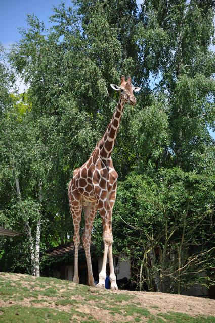 min 2013 07 06 beauval 086